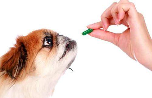 金盾药业新型宠物药品生产线扩建项目