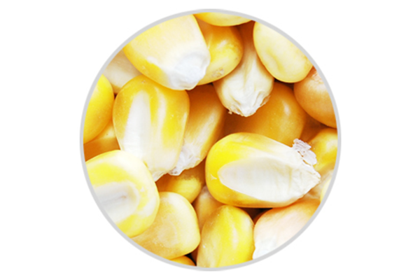 Natural organic corn kernels