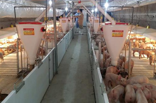 益生素在动物养殖中的应用