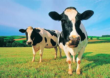 犊乐康-奶牛专用益生菌制剂