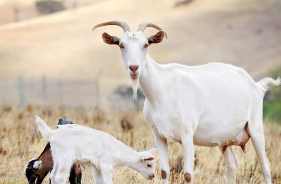 羊乐元-奶羊专用益生菌制剂