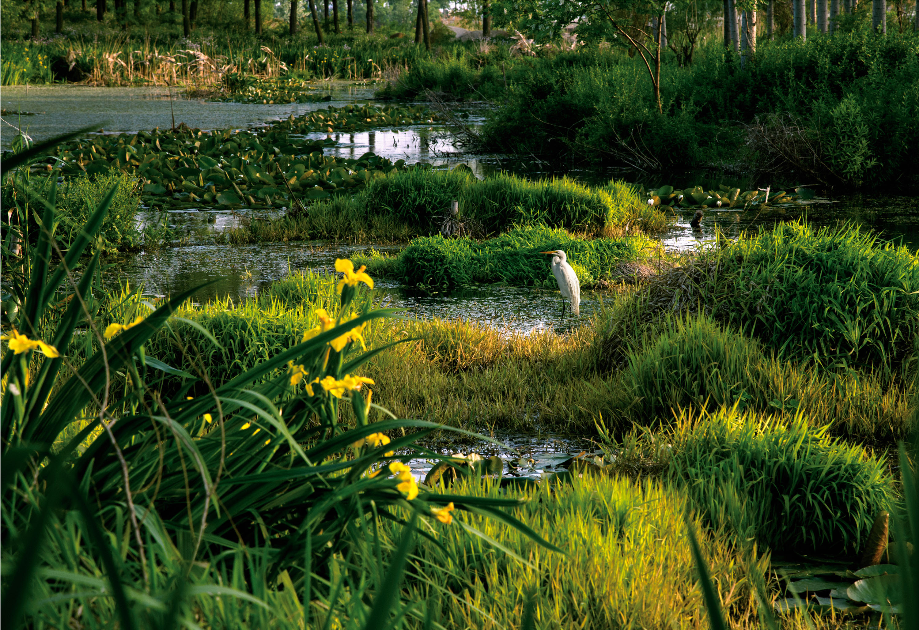 北辰绿洲湿地风景图册