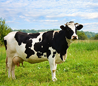 佰优健-奶牛专用益生菌制剂