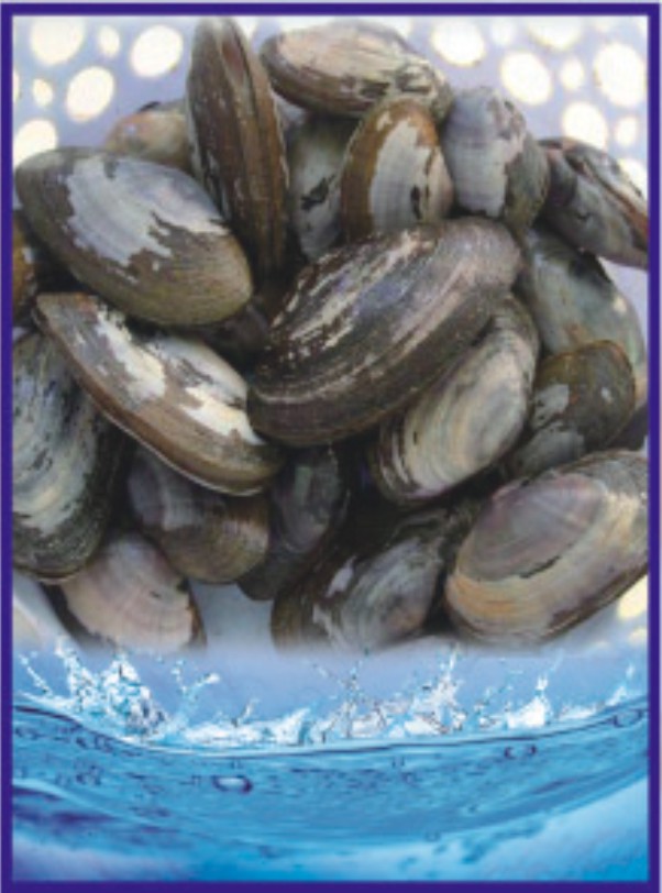 石缝蛤