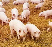 肥保健-育肥猪专用益生菌制剂