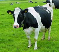 增奶康-奶牛专用益生菌制剂