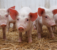 断奶康-小保育猪专用益生菌制剂